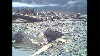 Squamish Eagles Nov  25,2014