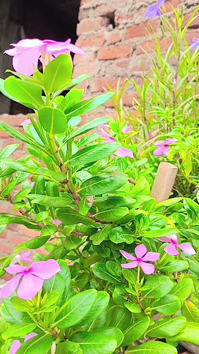 🤲🏻🌹🤲🏻🤲🏻🌹 #flowers #plants #factsinhindi #gardening #fact #amazingfacts #flower #plant #humariearth
