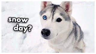 Husky’s First Snow Gets RUINED!