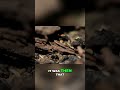 Crazy Ants Invade Bee Nest: A Terrifying Surprise! #shorts