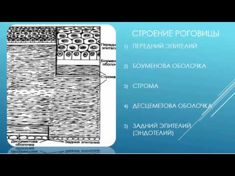 Видео: Как называются железы, выстилающие края век?