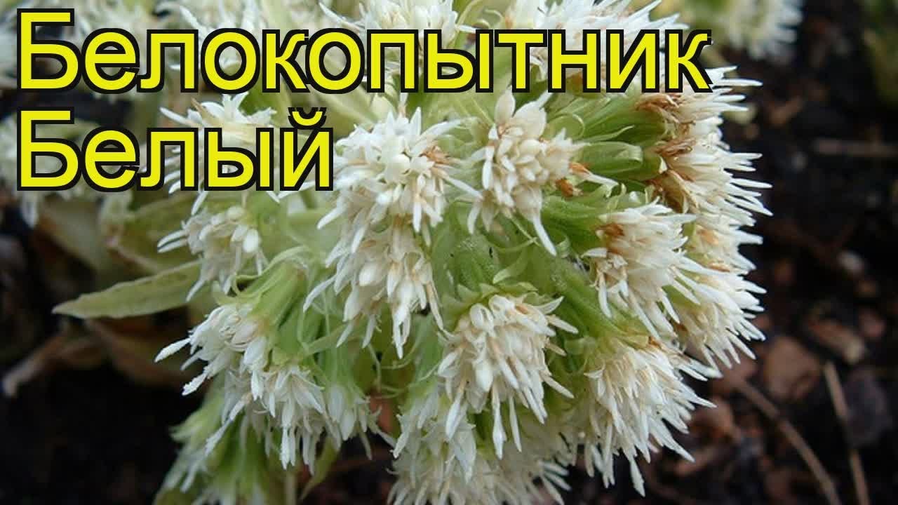 Белокопытник белый. Краткий обзор, описание характеристик, где купить саженцы petasites albus