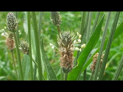 Video: Piantaggine Lanceolato