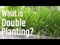 What is double planting? - NZ Plantopedia
