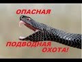 ПОДВОДНАЯ ОХОТА Неожиданная встреча с гадюкой!