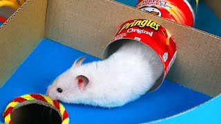 Hamster Pringles Maze by The Secret Life of my Hamster 10,138,334 views 3 years ago 3 minutes, 21 seconds