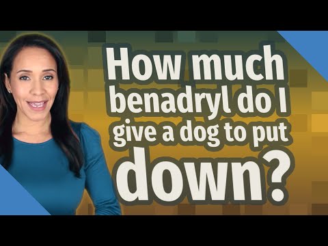 Video: Le capsule di benadryl sono sicure per i cani?