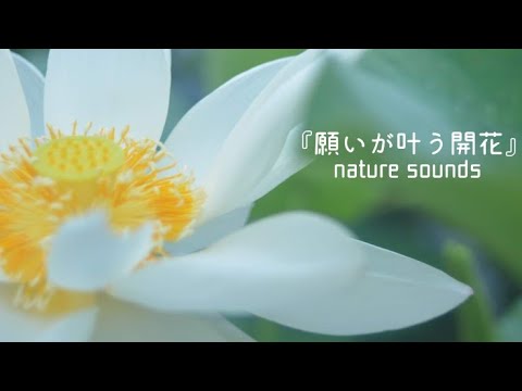 #ASMR"Earth" 自然音 BGM『蓮の開花 Lotus flowering』瞑想 睡眠 集中 作業 Nature Sound