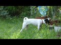 P1120790-793 庭 日本テリア(Japanese Terrier,Nihon Terrier) の動画、YouTube動画。