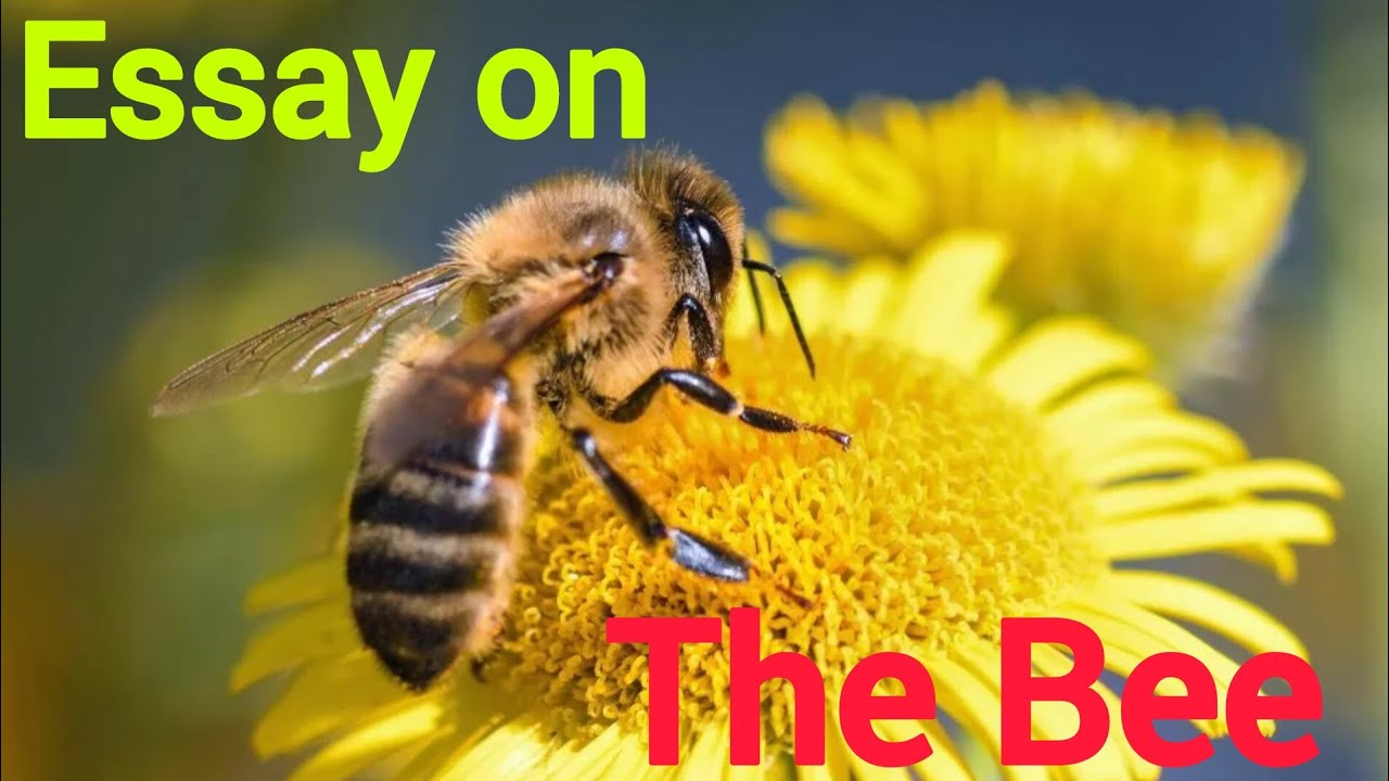 essay on honey bee/short essay on honey bee/10 lines essay on honey bee/the bee essay in english