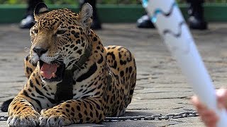 Rio 2016: Jaguar shot dead at Olympic torch ceremony screenshot 5