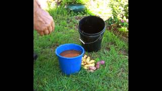 how to grow Mycorrhizae Fungi from fresh Potatoes