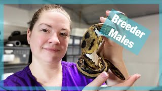 BALL PYTHON COLLECTION: Breeder Males | What males are in my racks | Ball Python Breeding Projects