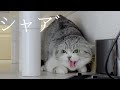 保護した元ママ野良猫にまた心を閉ざされてしまいました……
