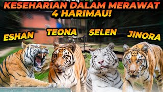 Download Lagu APAKAH MERAWAT HARIMAU ITU SUSAH? BEGINI KESEHARIAN MERAWAT HARIMAU! MP3