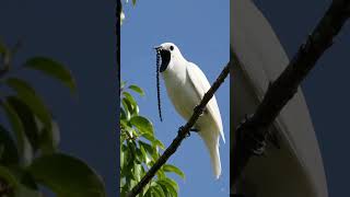 El canto mas alto del planeta