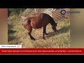 Ինչպե՞ս ադրբեջանցիների մոտ գտնվող ձին վերադարձավ հայ տիրոջը