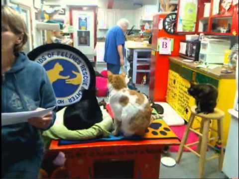 cage free vs organic eggs Boxes 2-9-13