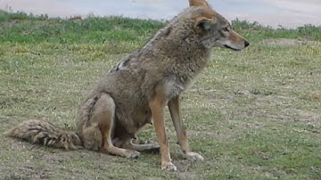 Coyote Calling Mate