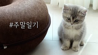 Vlogㅣ신나는 주말ㅣ친구가 생겼어요ㅣ아기고양이와 9살 집사의 1박2일ㅣkitten&kids by 깨발랄프 : Bubbly Ralph  8,497 views 10 months ago 9 minutes, 1 second