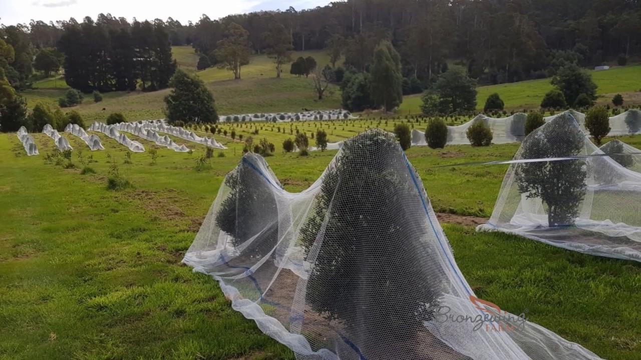 Bird netting Tasmanian Mountain Pepper