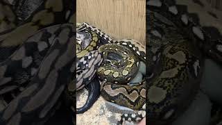 She Lives With Giant Pythons! 😱🐍 #shorts