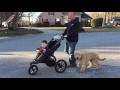 5 Month Old Goldendoodle 5 Month Old Goldendoodle
