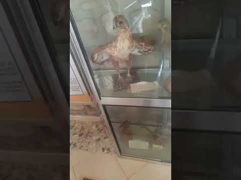 متحف نادر للحيوانات المحنطة مشاهد لحيوانات حقيقية محنطة في محمية الحيوان تافوغالت زكزال سياحة قطر 