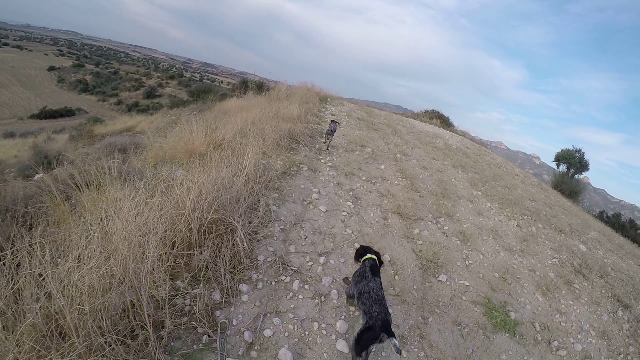 Kıbrıs Keklik Avı 201920 Büyük Av Sezonu Cyprus Partridge Hunting
