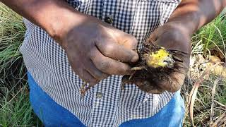 Permaculture Assessment 27 - the African potato and succession planting