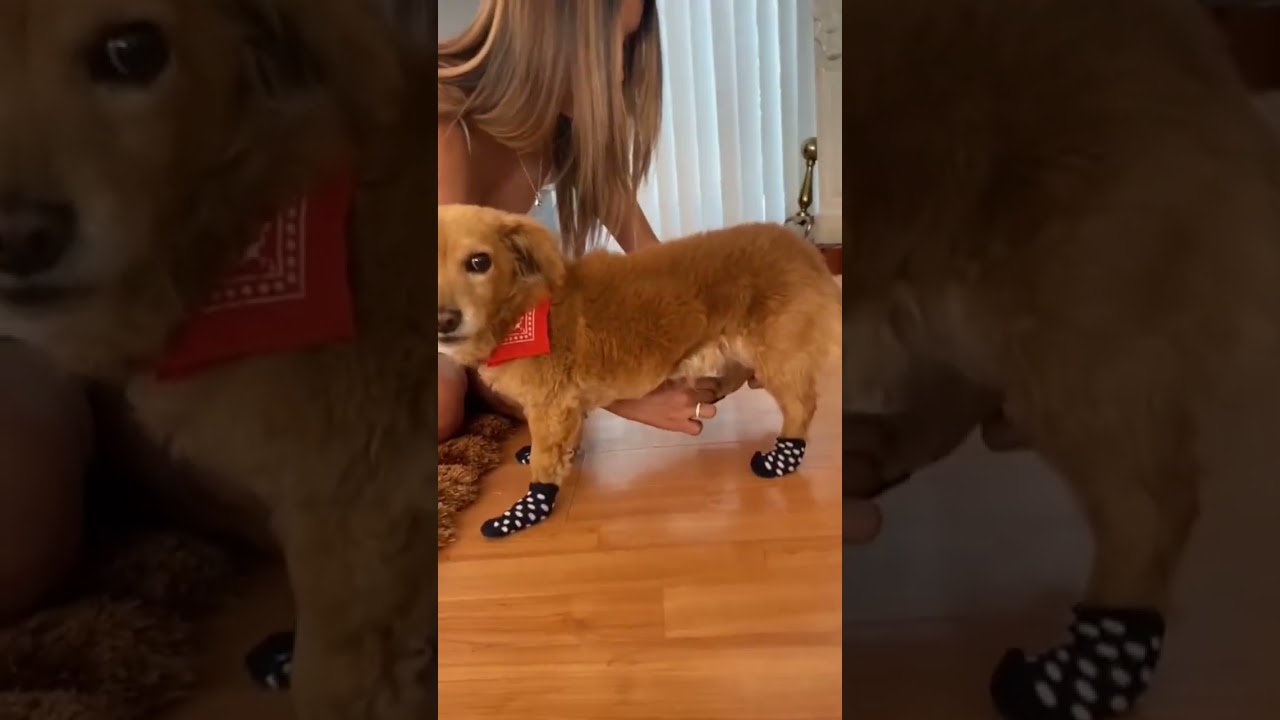 Calcetines para perros, queríamos ver su reacción 😂❤️#laperritamatema