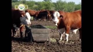 Panorama Agropecuario N° 449/2 Braford y Limousin Cond.y Dir. Ing.Agr.Hernán Viera