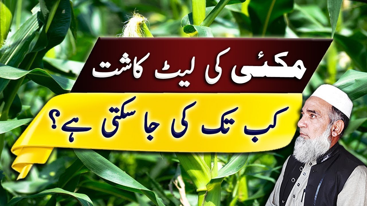 Maximum Late Sowing of Autumn Maize || Crop Reformer