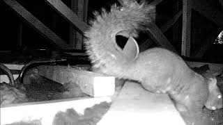 A18 Squirrel trap with ABM Pest Control