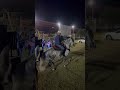Palomo bailando