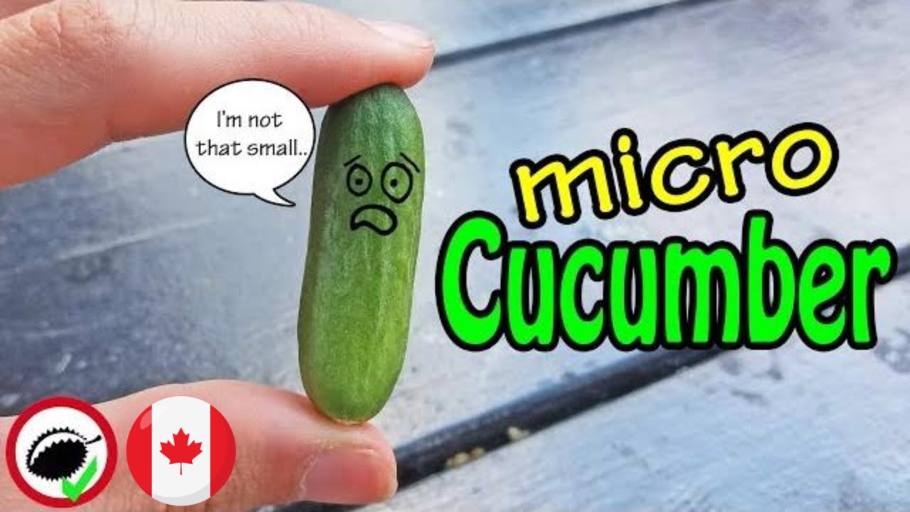 未使用 Magic Cucumbers - Magic Crush Amazon.com : TomorrowSeeds - Japanese Long Burpless Cucumber