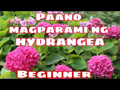 Video: Pagtanim At Pag-aalaga Para Sa Hydrangea (38 Mga Larawan): Kung Paano Pangalagaan Ang Hydrangea Sa Labas Ng Hardin? Paano Itanim At Itatanim Ito Sa Bahay?