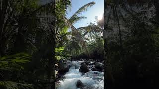 Relaxing River Flow 🌿 Natural Medicine for Deep Sleep 🌙 #riversounds #waterfall #naturesounds