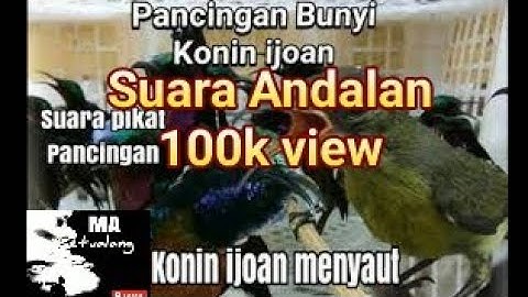 Pancingan Kolibri Ninja ijoan || Pikat konin liar dihutan