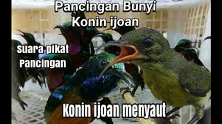 Suara pancingan Kolibri Ninja ijoan|| Pikat konin