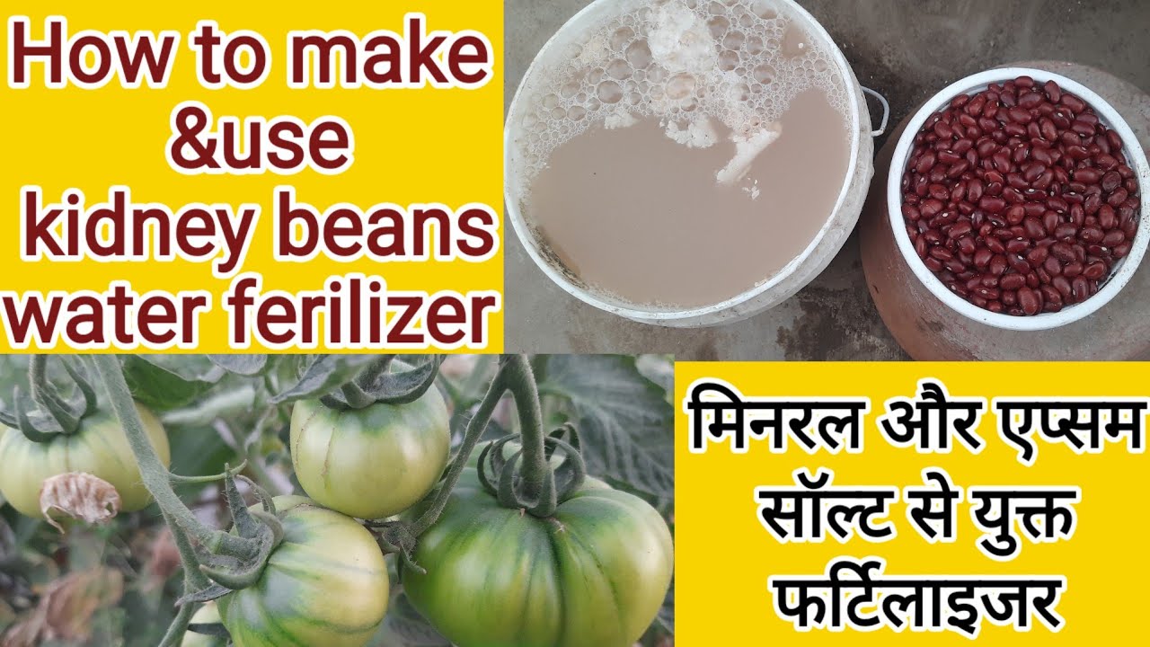 Kidney Beans/Raajama Water best ferilizer for plants |राजमा से epsom salt minerals युक्त खाद बनाएं |