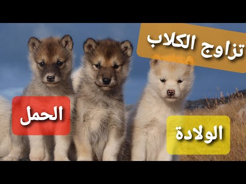 تزاوج الكلاب وسن البلوغ والتزاوج عند ذكور واناث الكلاب وفترة الحمل والولادة   