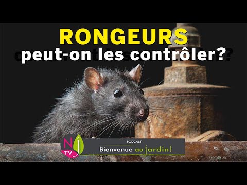RATS, SOURIS, MULOTS, CAMPAGNOLS PEUT-ON LES CONTRÔLER POUR ÉVITER