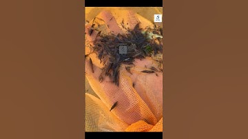 Bắt tép làm mồi câu cá  #fishing #fish