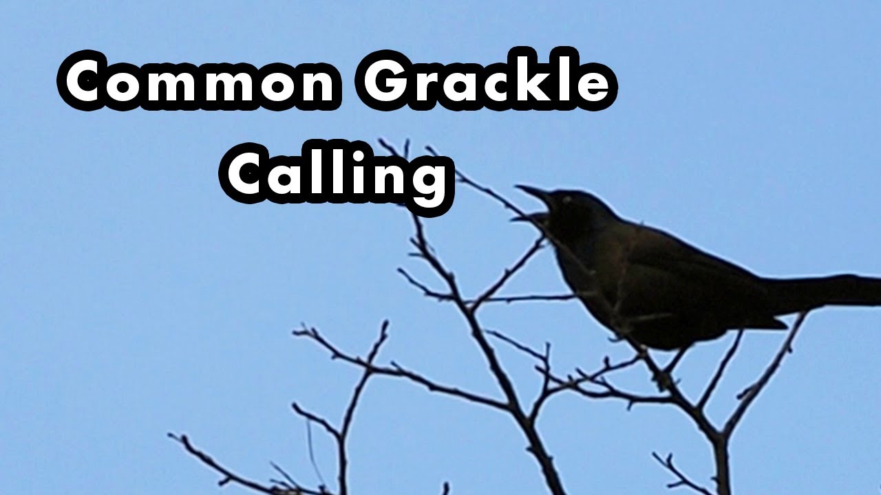 Common Grackle Calling and Perched In A Tree Bird Calls and Sounds