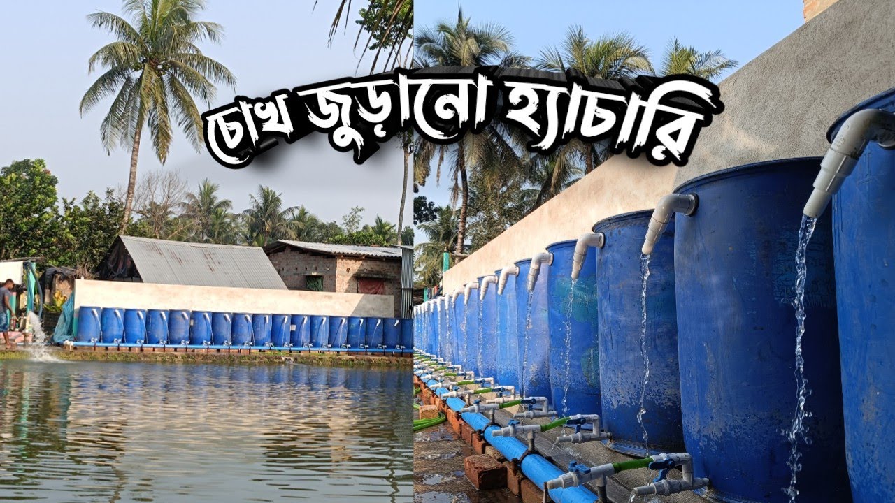 অভিনব কায়দায় ডিমপোনা উৎপাদন  // আমেরিকার রুই এর ব্রিডিং পদ্ধতি  // পুকুর তৈরি