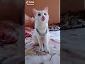 പൂച്ചക്കുട്ടന്മാരും കുട്ടിമാരും തകര്‍ത്തു | അപാര ടൈമിംഗ് | JokesMalayalam | Cute Cat Kitten TikTok