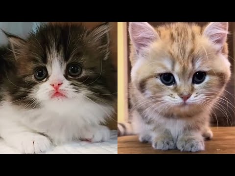 En Sevimli Yavru Kediler - Küçük Kediler - Yavru Kedi Videoları 4