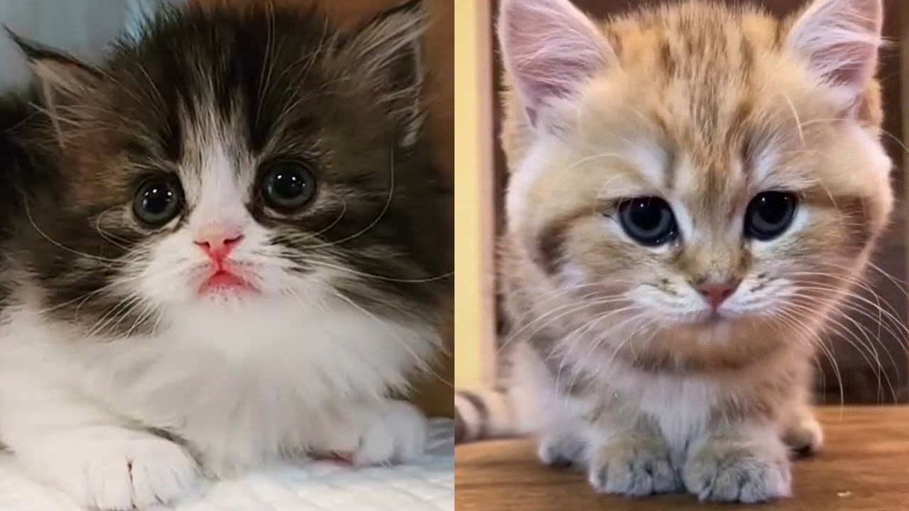 En Sevimli Yavru Kediler Kucuk Kediler Yavru Kedi Videolari Youtube