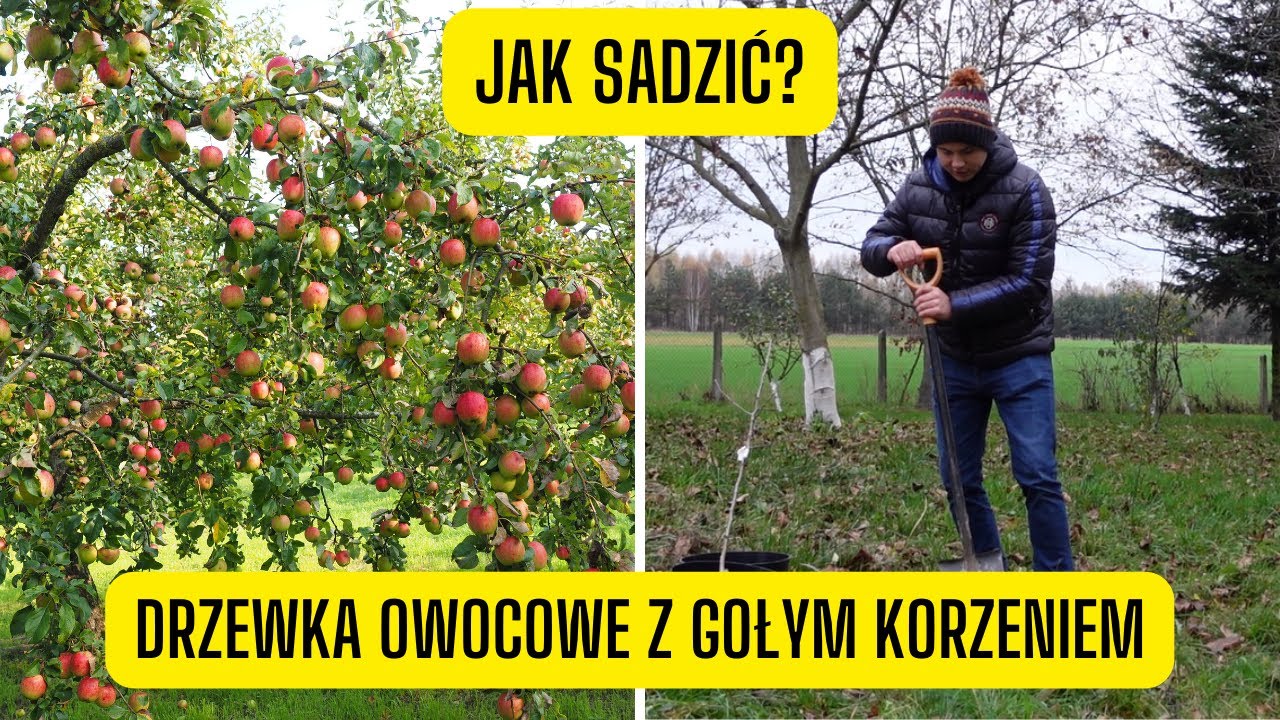 Jak Zniszczyć Drzewo żeby Uschło Jak sadzić drzewka owocowe z gołym korzeniem? Zasady zakupu i sadzenia